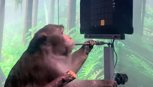 뉴럴링크 초기 실험에 참여한 원숭이 페이저가 뇌 활동만으로 화면 속 막대를 움직였다. 조이스틱을 조작하며 보상으로 바나나 스무디를 마시는 모습. [뉴럴링크 유튜브 캡처]