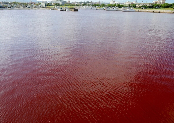 일본 오키나와 나고시 앞바다가 피빛으로 붉게 물들었다. [마이니치신문 캡처]